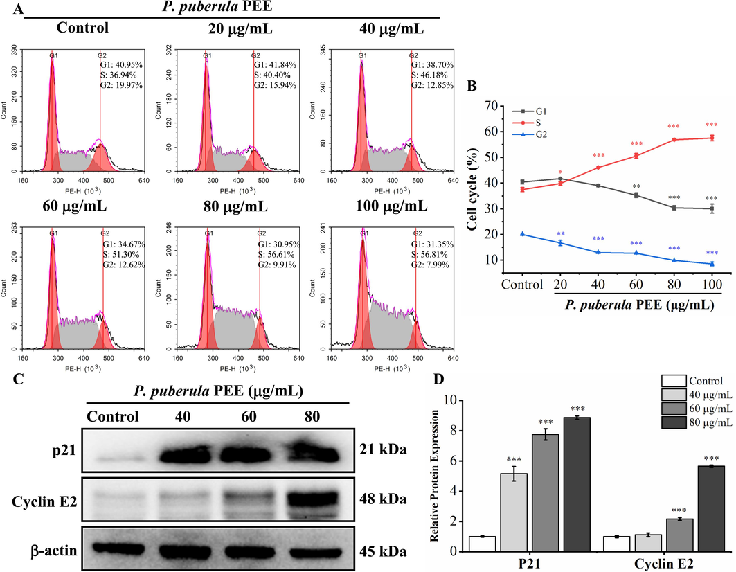 Cell cycle was arrested in the S phase by P. puberula root PEE. (A) The distribution of the cell cycle in A549 cells treated with P. puberula root PEE was determined by flow cytometry. (B) The proportion of cells in the G1, S, and G2 phases. (C) Western blot detection of p21 and cyclin E2 expression in A549 cells after PEE treatment. (D) The p21 and cyclin E2 protein relative expression levels. Data were expressed as means ± SD. *p < 0.05, **p < 0.01, ***p < 0.001 versus the control group.