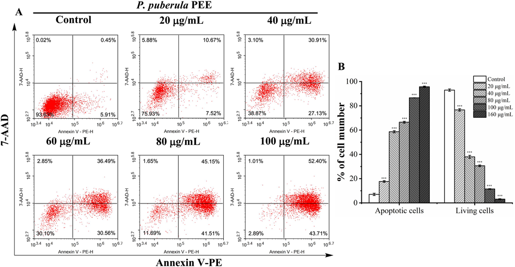 The apoptosis of A549 cells treated with P. puberula root PEE was detected by a flow cytometer. (A) After treatment with the specified concentrations of P. puberula root PEE, A549 cells were labeled with Annexin V-PE and 7-AAD and then detected using a flow cytometer. Cells in upper right quadrant (AV+/7-AAD + ): late apoptotic cells; lower right quadrant (AV+/7-AAD–): early apoptotic cells; upper left quadrant (AV–/7-AAD + ): necrotic cells; lower left quadrant (AV–/7-AAD–): live cells. (B) The proportion of living and apoptotic cells. Data were expressed as means ± SD. ***p < 0.001 versus the control group.