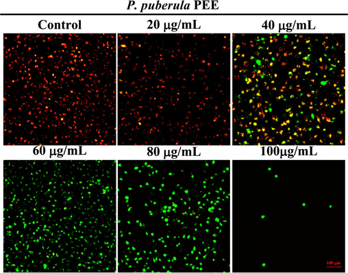 The mitochondrial membrane potential of A549 cells treated with P. puberula root PEE. Cells were stained with JC-1 staining and imaged using an inverted fluorescence microscope.