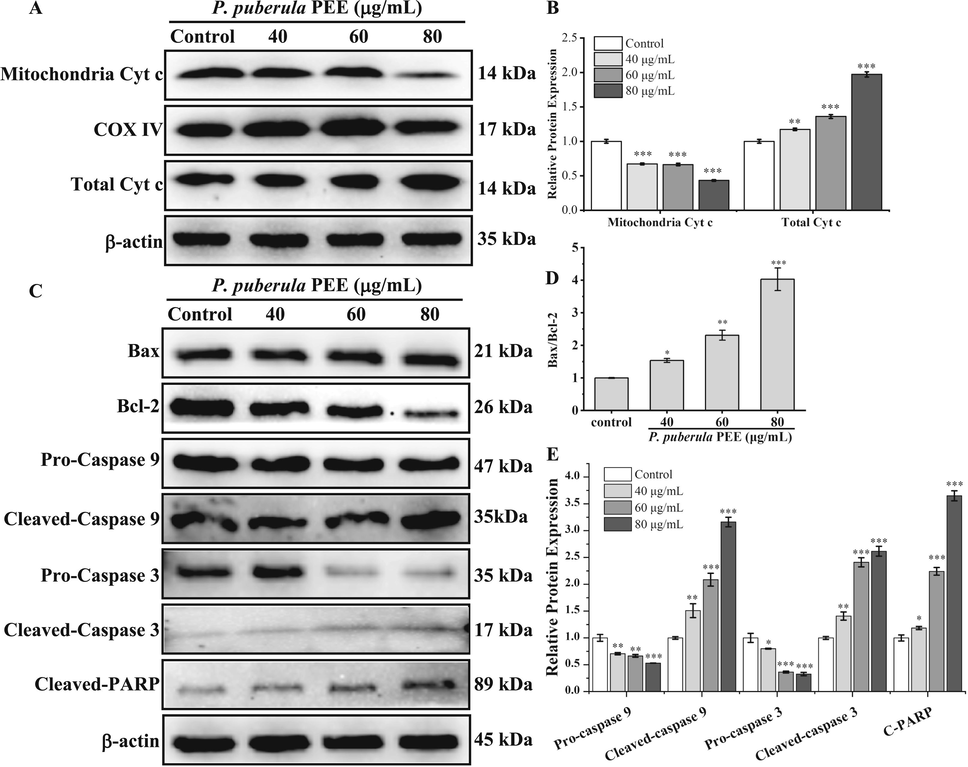 The effect of P. puberula root PEE on A549 cells on mitochondrial apoptosis pathway-related proteins. (A, B) The total Cyt c and mitochondrial Cyt c protein levels in PEE-treated A549 cells were detected using a western blot. (C–E) Expression levels of Bax, Bcl-2, pro-caspase 9, cleaved-caspase 9, pro-caspase 3, cleaved-caspase 3, and cleaved-PARP proteins were detected by Western blot analysis. Data were expressed as means ± SD. *p < 0.05, **p < 0.01, ***p < 0.001 versus the control group.