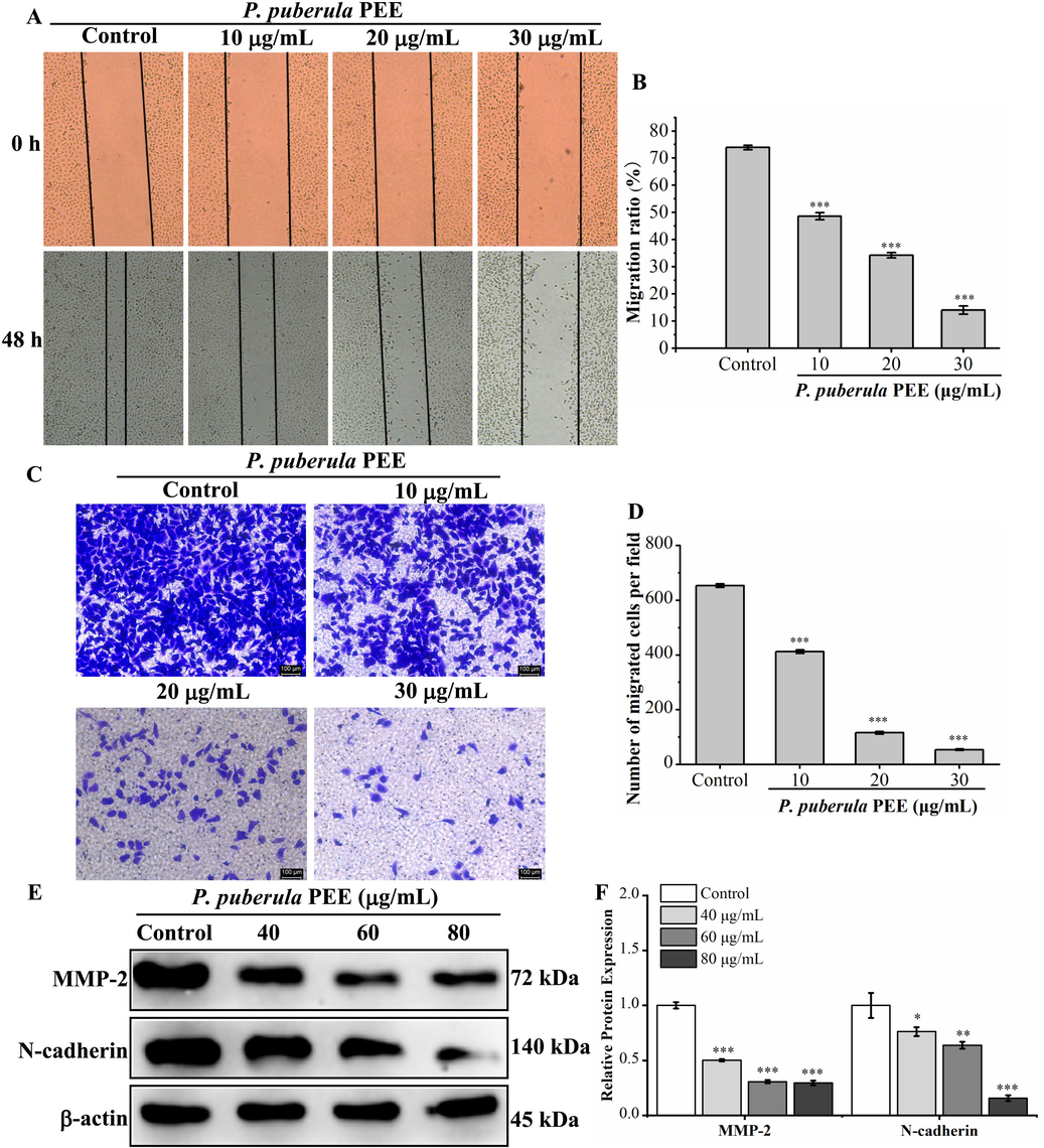 The effect of P. puberula root PEE on migration and invasion and related protein expression in A549 cells. (A) Wound healing assay for detecting the migration ability of P. puberula root PEE on A549 cells. (B) Analysis of the migration capacity quantitatively using the migration ratio (%). (C) The invasive capacity was determined by the transwell invasion test (×100). (D) The invasive ability was quantified. (E) Western blot detection of metastasis-associated protein (MMP-2, N-cadherin) expression in A549 cells after PEE treatment. (F) MMP-2 and N-cadherin proteins relative expression levels. Data were displayed as means ± SD. Compared with the control group, *p < 0.05, **p < 0.01, ***p < 0.001.