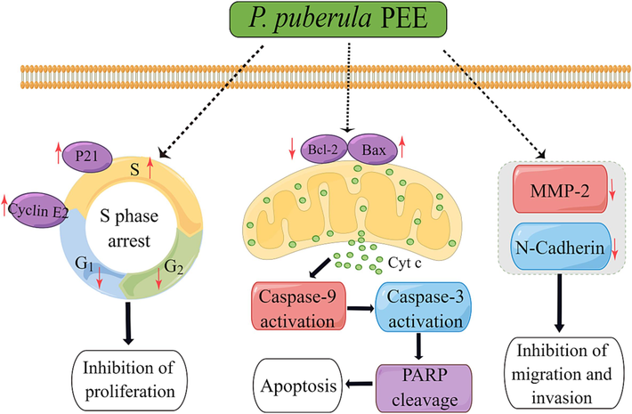 Predicting anticancer mechanism of P. puberula root PEE on A549 cells.