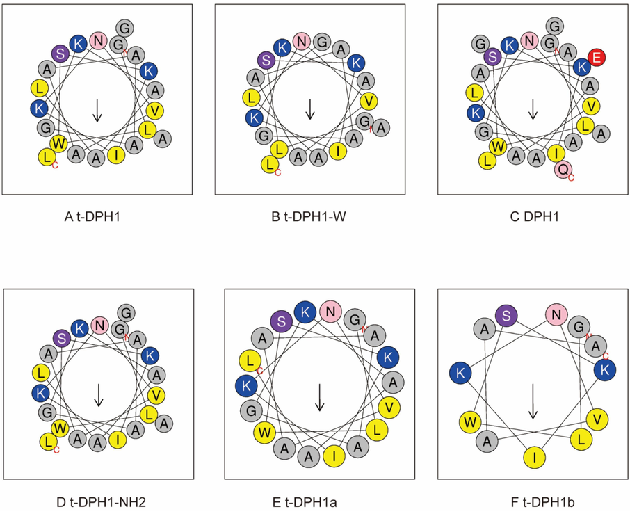 Helical wheel plots (A to F) of t-DPH1 and its analogues. The arrow in each picture points to the hydrophobic face of the peptide. Amino acids with different properties are presented in different colors. (grey: non-polar residue; blue: positively charged residue; red: negatively charged residue; yellow: hydrophobic residue, pink: asparagine and glutamine, purple: serine).