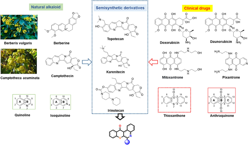 Rational design of 6H-thiochromeno[2,3-c] quinoline-12 (12H)-one derivatives as anticancer drugs.