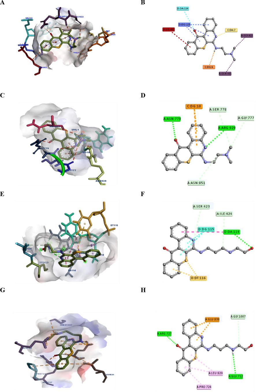 Binding interactions of compounds 18 and 20 at topoisomerase (TOPO) I and TOPO II active sites. (A) 3D structures of 18 and the TOPO I (PDB ID: 1EJ9) receptor and distances (left). (B) 2D analysis of the amino acids and bonding interactions within the complex formed by 18 and TOPO I using Discovery Studio software. (C) 3D structures of 20 and the TOPO II (PDB ID: 4FM9) receptor and distances (left). (D) 2D analysis of the amino acids and bonding interactions within the complex formed by 20 and TOPO II using Discovery Studio software.