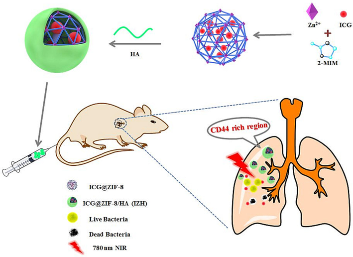 A schematic illustration showing ICG@ZIF-8/HA nanoplatform targeted at the infected site.