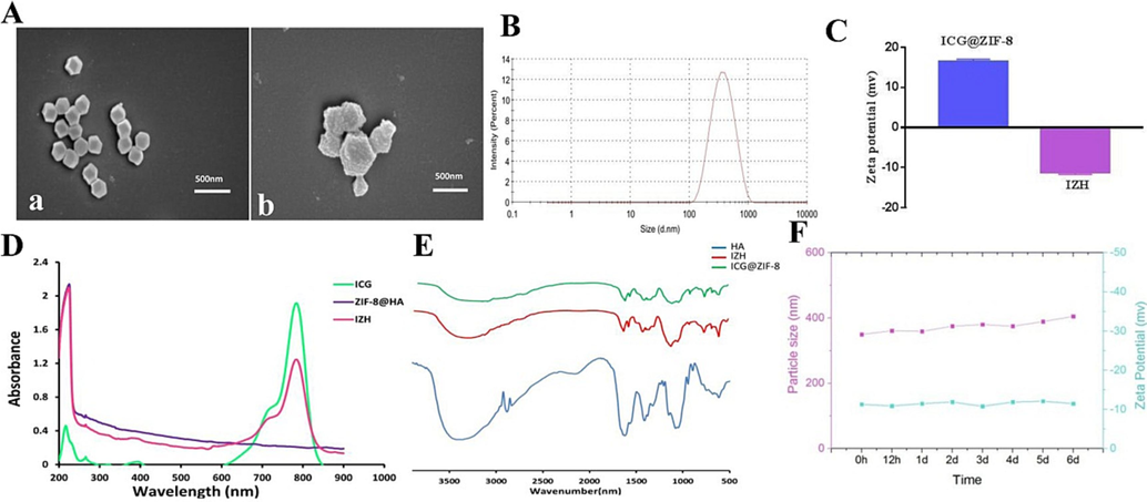 (A) SEM images of ICG@ZIF-8 (a) and IZH (b), (B) Distribution curve of IZH particle sizes; (C) Zeta potential of ICG@ZIF-8 and IZH (D) UV–vis spectra;(E) FT-IR spectra. (F) An analysis of changes in particle size and zeta potential of IZH after 6 days of storage.