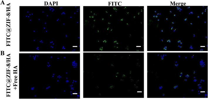 Incubation of RAW 246.7 cells with FITC@ZIF-8/HA (A) and FITC@ZIF-8/HA pretreated with free-HA polymer (B) shown by fluorescence microscopy. Each image had a scale bar of 50 µm.