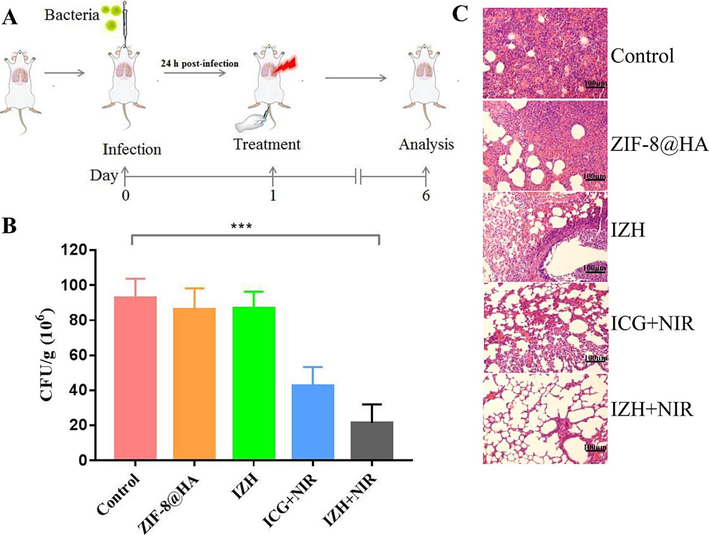 (A) A schematic illustration of the construction and treatment of a pneumonia model; (B) In five animal groups, the mean number of CFU was recorded in lung tissue: PBS, ZIF-8@HA, IZH, ICG + NIR irradiation, IZH + NIR irradiation, respectively; (C) An analysis of the impact of five groups on lung tissues: PBS, ZIF-8@HA, IZH, ICG + NIR irradiation, IZH + NIR irradiation. The mean (SD) values of triplicate experiments are given. *p < 0.05, **p < 0.005, ***p < 0.001.