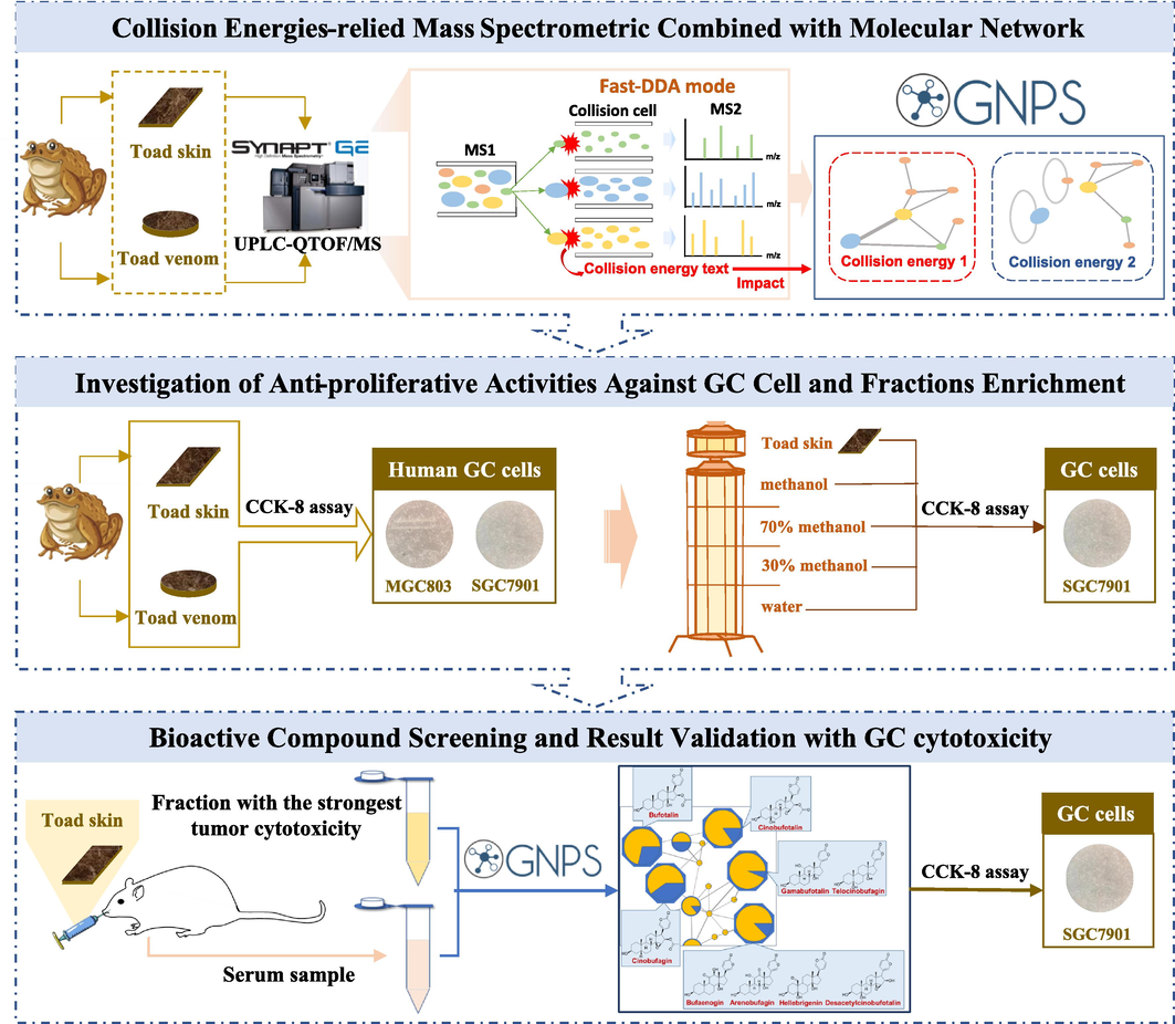 The workflow of anti-tumor constituents screening in toad skin and toad venom by UPLC-QTOF/MS in-depth chemical profiling combined with bioactivity-based molecular networking.