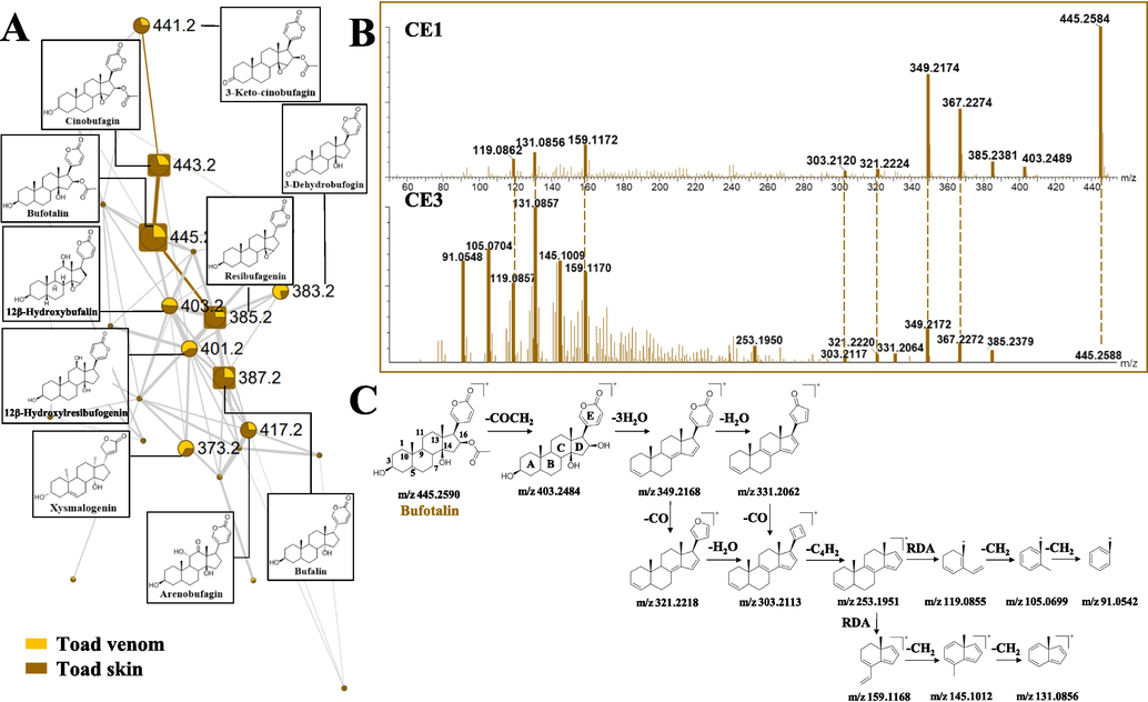 The molecular networking and fragmentation pathway of bufogenins. (A) Molecular networking of bufogenins (yellow means TV, brown means TS, the thickness of the connections between nodes is directly related to the structural similarity). (B) MS/MS spectra of bufotalin in CE1 and CE3. (C) Proposed fragmentation pathway of bufotalin.