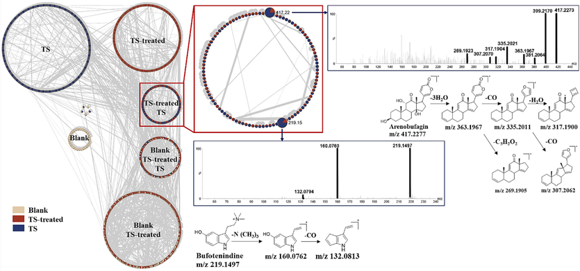 Rapid extraction of prototype components in molecular networking by means of cytoscape, identification of arenobufagin and bufotenidine in TS-treated sample.