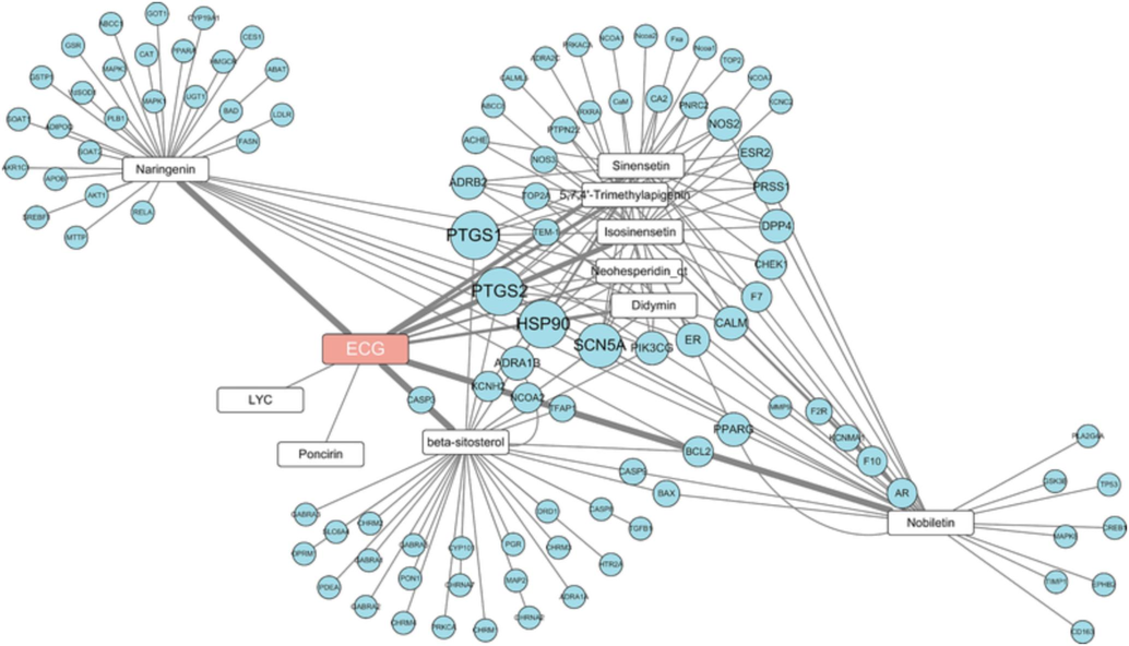 Network pharmacology predicted the active ingredients-targets interactions for ECG. (Nodes with orange, white, and blue represent ECG, ingredients, and targets, respectively.). (For interpretation of the references to colour in this figure legend, the reader is referred to the web version of this article.)