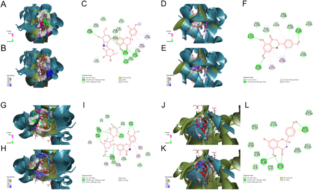 Molecular docking analysis revealed the bond pattern of neohesperidin and naringenin with MyD88 and NF-κB p65, respectively. (A-C) Molecular docking of neohesperidin and MyD88, (D-F) Molecular docking of naringenin and MyD88, (G-I) Molecular docking of neohesperidin and NF-κB p65, (J-L) Molecular docking of naringenin and NF-κB p65. (A, D, G, J): Areas of the donor and acceptor of hydrogen bond (H-bond). (B, E, H, K): Areas of hydrophobicity. (C, F, I, L): Two-dimensional patterns of the bond.