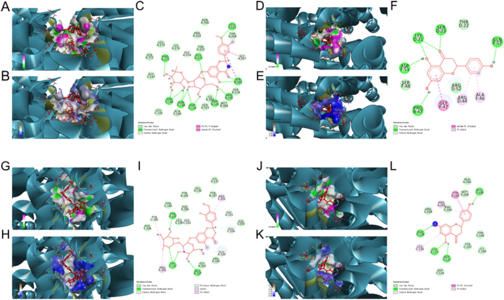 Molecular docking analysis revealed the bond pattern of neohesperidin and naringenin with Caspase9 and Caspase3, respectively. (A-C) Molecular docking of neohesperidin and Caspase9, (D-F) Molecular docking of naringenin and Caspase9, (G-I) Molecular docking of neohesperidin and Caspase3, (J-L) Molecular docking of naringenin and Caspase3, (A, D, G, J): Areas of the donor and acceptor of hydrogen bond (H-bond). (B, E, H, K): Areas of hydrophobicity. (C, F, I, L): Two-dimensional patterns of the bond.