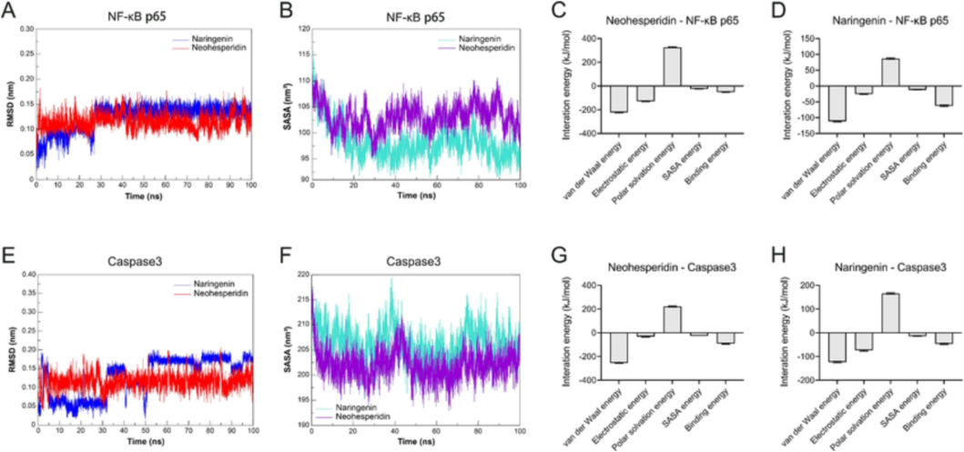 Molecular dynamics simulations confirmed the stability of neohesperidin and naringenin with NF-κB p65 and Caspase3 in the binding pocket, respectively. (A) RMSD analysis for NF-κB p65 with neohesperidin and naringenin complexes. (B) The plot of SASA of NF-κB p65 with neohesperidin and naringenin complexes. (C) Binding free energy decomposition of neohesperidin-NF-κB p65 complex. (D) Binding free energy decomposition of naringenin-NF-κB p65 complex. (E) RMSD analysis for Caspase3 with neohesperidin and naringenin complexes. (F) The plot of SASA of Caspase3 with neohesperidin and naringenin complexes. (G) Binding free energy decomposition of the neohesperidin-Caspase3 complex. (H) Binding free energy decomposition of the naringenin-Caspase3 complex.