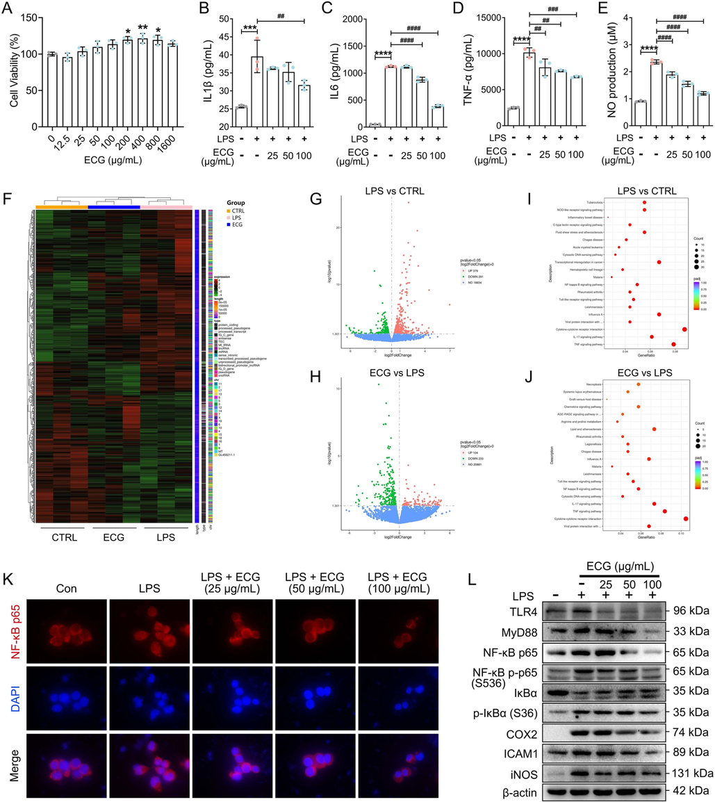 ECG inhibited LPS-stimulated TLR4/MyD88/NF-κB p65 signaling in RAW 264.7 cells. (A) Cell viability. IL1β (B), IL6 (C), and TNF-α (D) levels in culture supernatants were measured using ELISA kits. (E) Production of NO. (F) The hierarchical clustering heat maps of DGEs (n = 3). (G) Volcano map of LPS vs. CTRL (Con). (H) Volcano map of ECG vs. LPS. (I) KEGG pathway analysis for DGEs of LPS vs. CTRL (Con). (J) KEGG pathway analysis for DGEs of ECG vs. LPS. (K) Representative images of immunofluorescence of NF-κB p65. (L) Representative Western blots showing the proteins of TLR4, MyD88, NF-κB p65, NF-κB p-p65 (S536), IκBα, p-IκBα (S36), COX2, ICAM1, and iNOS changes and normalized to β-actin. Similar results were obtained from three independent experiments. Data are shown as the mean ± SD. *p < 0.05, **p < 0.01, ***p < 0.001, and ****p < 0.0001 vs. the control group. ##p < 0.01, ###p < 0.001, ####p < 0.0001 vs. the LPS group.