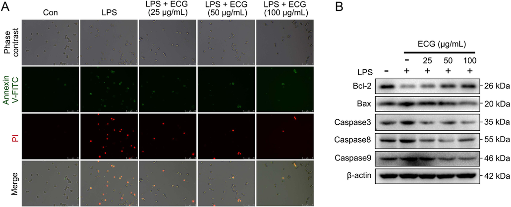 ECG inhibited LPS-stimulated apoptosis in RAW 264.7 cells. (A) Cells were stained with Annexin V-FITC, and PI was analyzed by fluorescence microscope. (B) Representative Western blots showing the proteins of Bcl-2, Bax, Caspase3, Caspase8, and Caspase9 changes and normalized to β-actin. Similar results were obtained from three independent experiments.