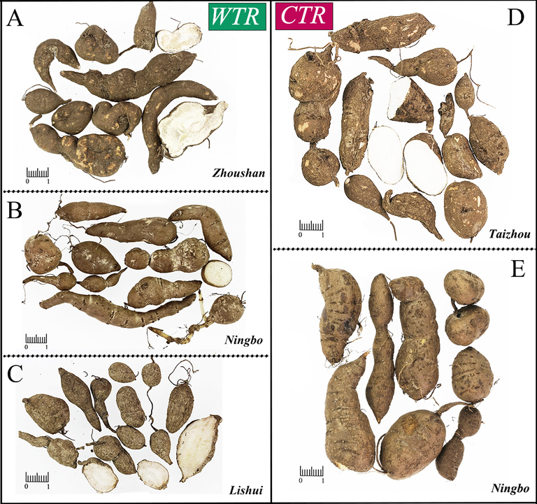 The samples of WTR and CTR were utilized in this experiment. WTR was collected in Zhoushan (A), Ningbo (B), and Lishui (C); CTR was collected in Taizhou (D) and Ningbo (E).