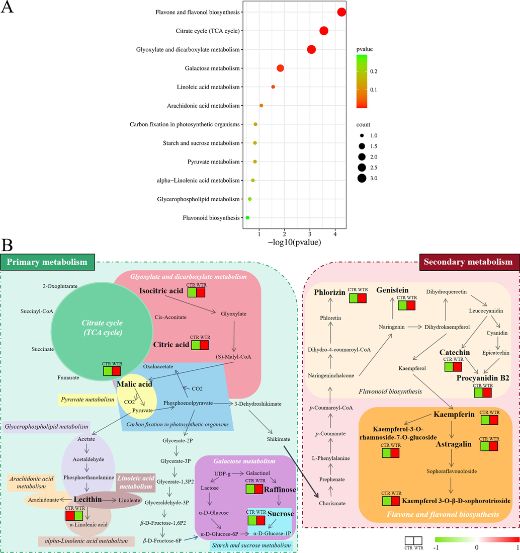 KEGG analysis. A. KEGG pathway enrichment analysis. The bubble size and x-axis position represent its degree of influence. Bubble size is related to the number of DAMs involved in the pathway, with higher numbers being greater. The x-axis coordinates are -log10 (P value) values, with larger values representing more significant pathways. B. Schematic diagram of the metabolic pathways involved in the DAMs of CTR and WTR. White italics are the five more important metabolic pathways. Metabolites in bold black font are DAMs. In the heat map red represents up-regulation and green represents down-regulation. (For interpretation of the references to color in this figure legend, the reader is referred to the web version of this article.)