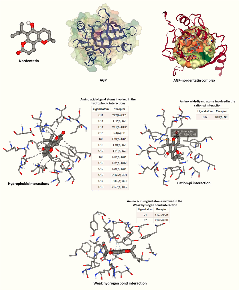 Molecular docking analysis of nordentatin:AGP complex.