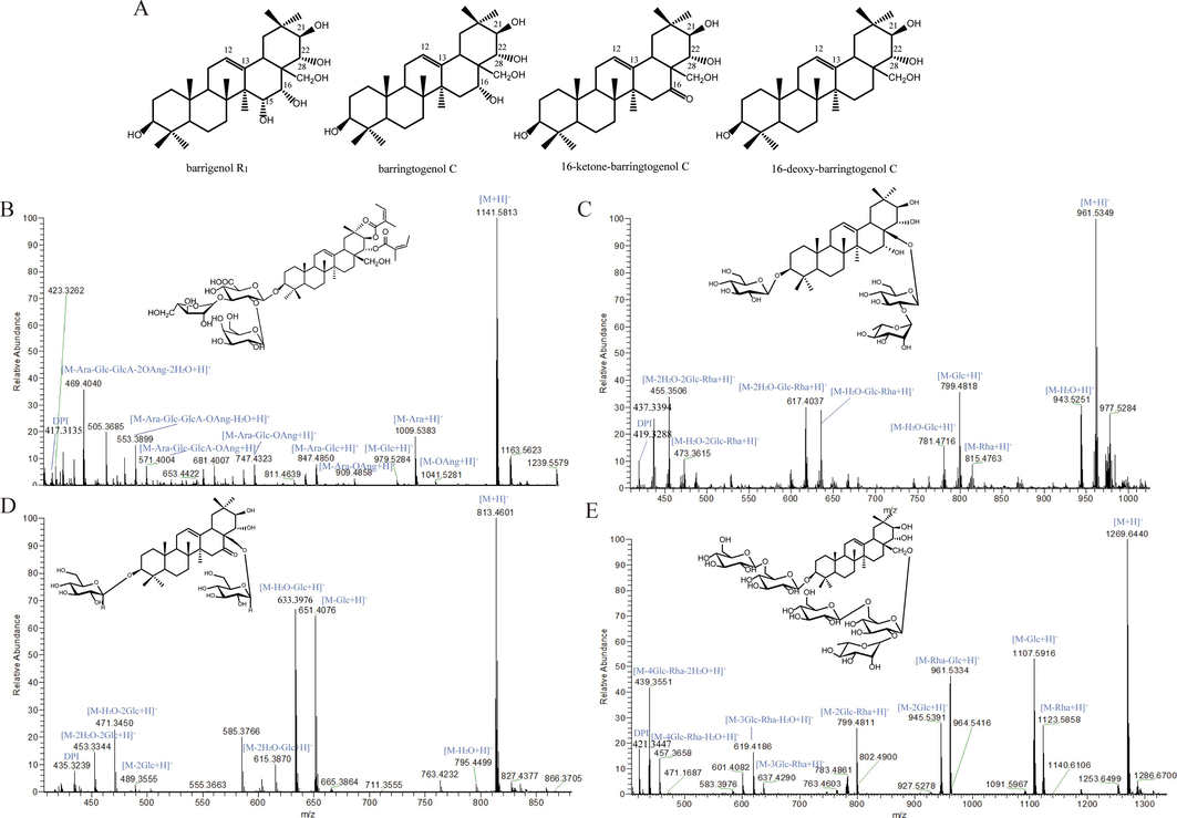 Systematic characterization of multi-type barrigenol saponins in XSB extract. (A) The types of four barrigenol type triterpenoids; (B) mass fragmentation pathway of barrigenol R1 type saponin; (C) mass fragmentation pathway of barringtogenol C; (D) mass fragmentation pathway of 16-ketone-barringtogenol C; (E) mass fragmentation pathway of 16-deoxy-barringtogenol C.