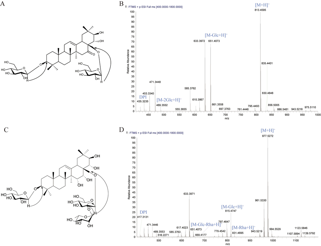 Targeted isolation and structural elucidation of two potential new barrigenol saponins. (A) The key HMBC correlations of Comp.1; (B) the proposed fragmentation pathways of Comp.1; (C) The key HMBC correlations of Comp.2; (D) the proposed fragmentation pathways of Comp.2.