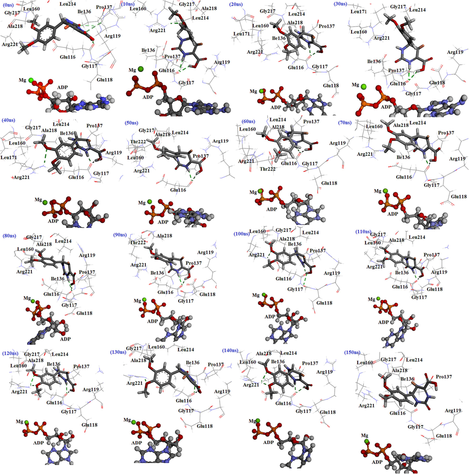 The interactions of molecule 4c with Eg5 active site at diverse times throughout the MD simulations.