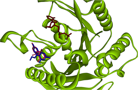 Binding poses of original (Blue stick) and docked (Red stick) cognate ligand in the active site of Eg5 enzyme in presence of adenosine diphosphate (ADP) (Brown) (RMSD: 1.65 Å, 1X88, co-crystallographic ligand: Monastrol compound).