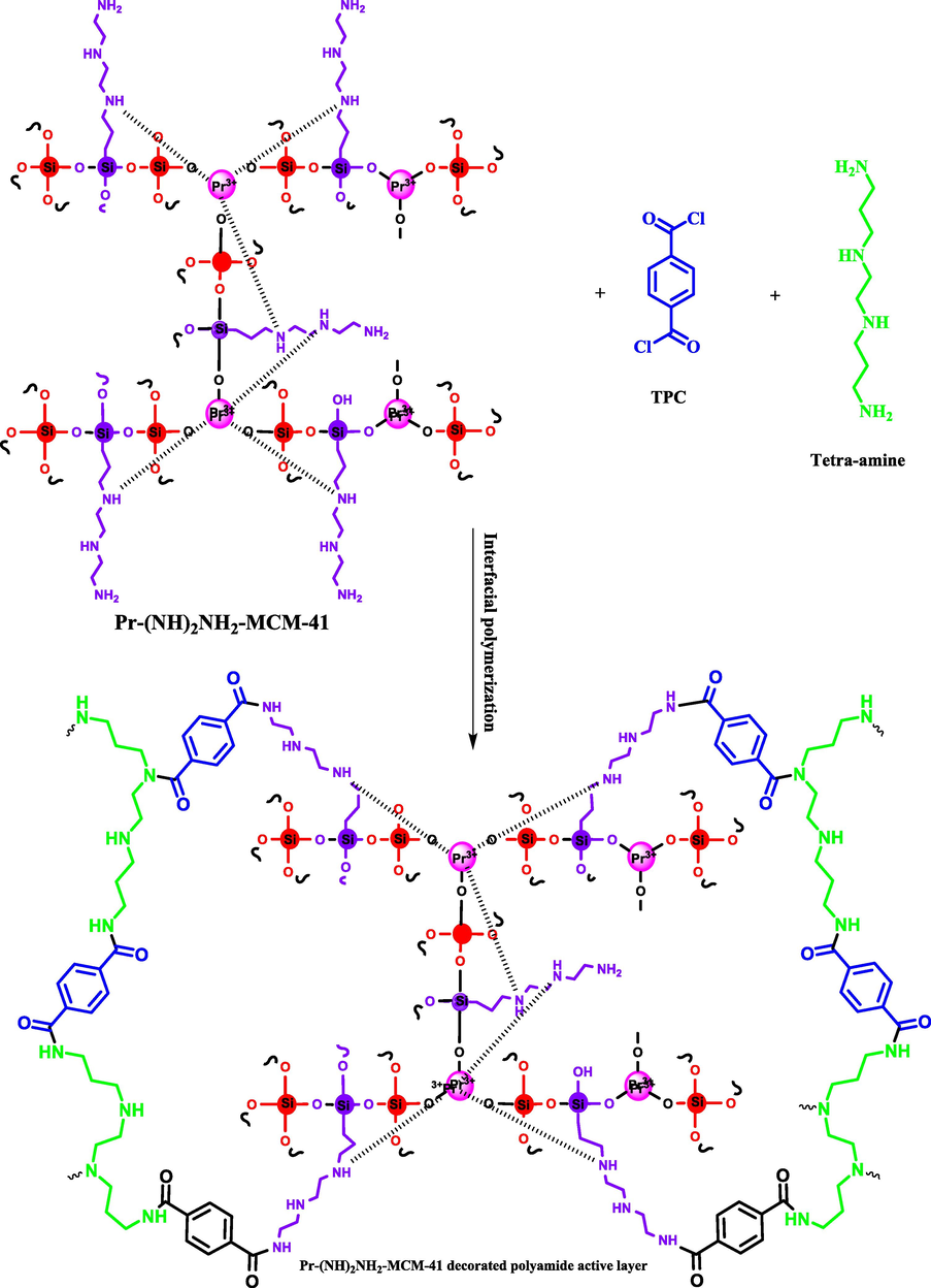 Possible reaction between Pr-(NH)2NH2-MCM-41, TPC and tetra-amine during interfacial polymerization.