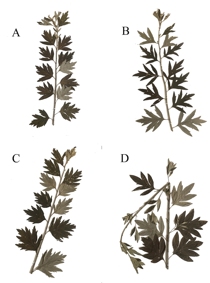 Pictures of specimens of XA,WJ,QJ, and BA (A, B, C, D).