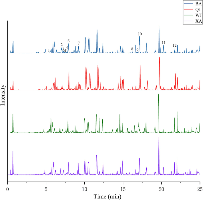 The representative base peak ion chromatograms (BPI) in negative ion of QA (Peaks 1–12 correspond to the 12 key metabolites in Table 1).