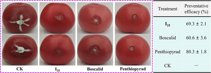 In vivo preventative effects of a molecule I25 against B. cinerea at 200 μg/mL.