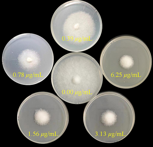 Antifungal effects of a target compound I25 against B. cinerea.