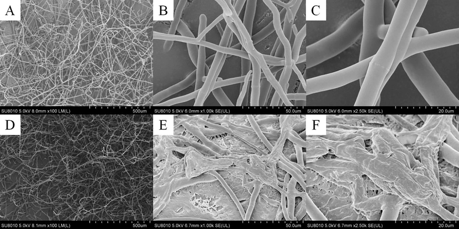 SEM images of the B. cinerea hyphae treated by DMSO (A–C) and I25 (D–F).