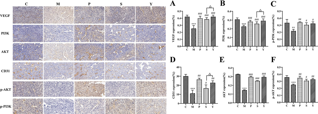 The expression of (A)VEGF, (B)PI3K, (C)p-PI3K, (D)CD31, (E)AKT, and (F)p-AKT, and determined by immunohistochemical staining. Scale bars = 20 μm (Light microscopy, 40 × ). Compared with the C, *P < 0.05, **P < 0.01, ***P < 0.001; Compared with the M group, #P < 0.05, ##P < 0.01, ###P < 0.01; Compare with Y group △P < 0.05, △△P < 0.01, △△△P < 0.001.