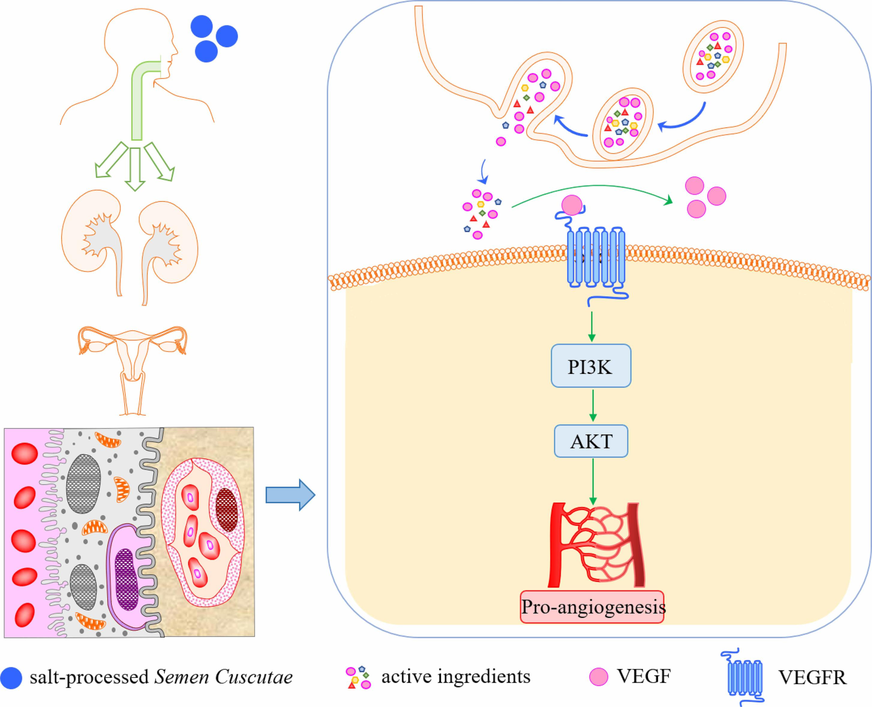 Mechanism diagram for Y-improvement of KDM.