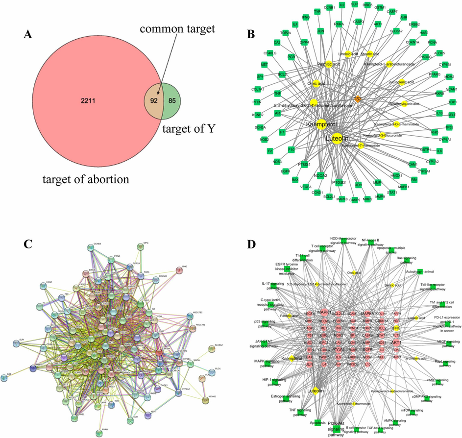 (A) Venn diagram of Y and kidney deficiency miscarriage targets; (B) Y-active components-disease targets; (C) protein–protein interaction (PPI) network; (D) Ingredients–target–pathway network.