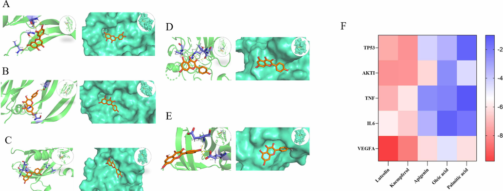 (A) VEGFA-Luteolin, (B) VEGFA-Kaempferol, (C) AKTI-Luteolin, (D) TP53-Kaempferol, (E) AKTI-Kaempferol, (F) Heatmap shows docking scores of TP53, AKT1, TNF, IL-6, VEGFA combining to the five active ingredients of Y.