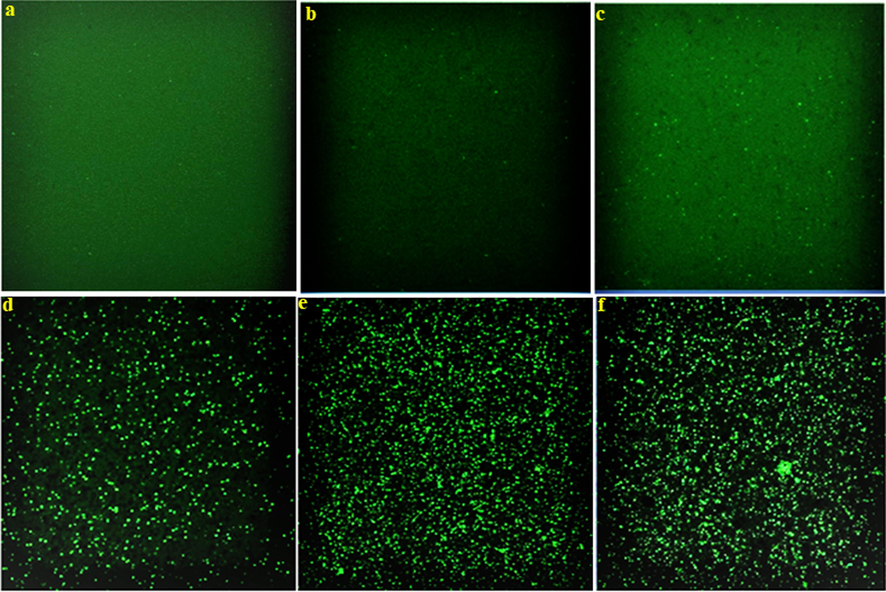 Fluorescence microscopy images of P. aeruginosa treated with plant extract (b), CsNPs (c), Cs/AgNCs (d), AgNPs (e), and CS/AgNCs/tbn (f) compared to Control (a).