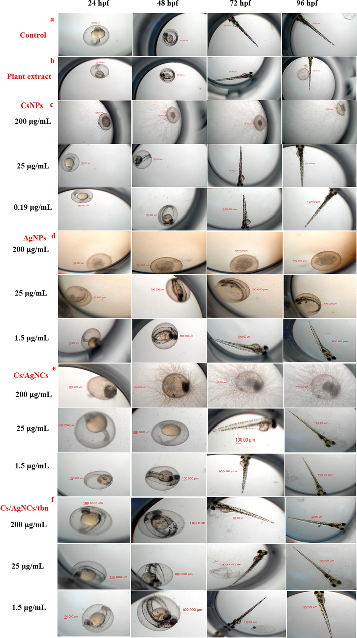 (a) Control (b) The effect of plant extract on the hatching rate of zebrafish embryos; (c) the effect of various concentrations of CsNPs on the hatching rate, survival rate of zebrafish embryos; (d) the effect of various concentrations of AgNPs on the hatching rate, survival rate of zebrafish embryos; (e) the effect of various concentrations of Cs/AgNPs on the hatching rate, survival rate, of zebrafish embryos; (f) the effect of various concentrations of Cs/AgNCs/tbn on the hatching rate, survival rate, of zebrafish embryos.