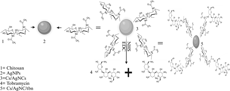 Describes the formation of Cs/AgNCs/tbn.