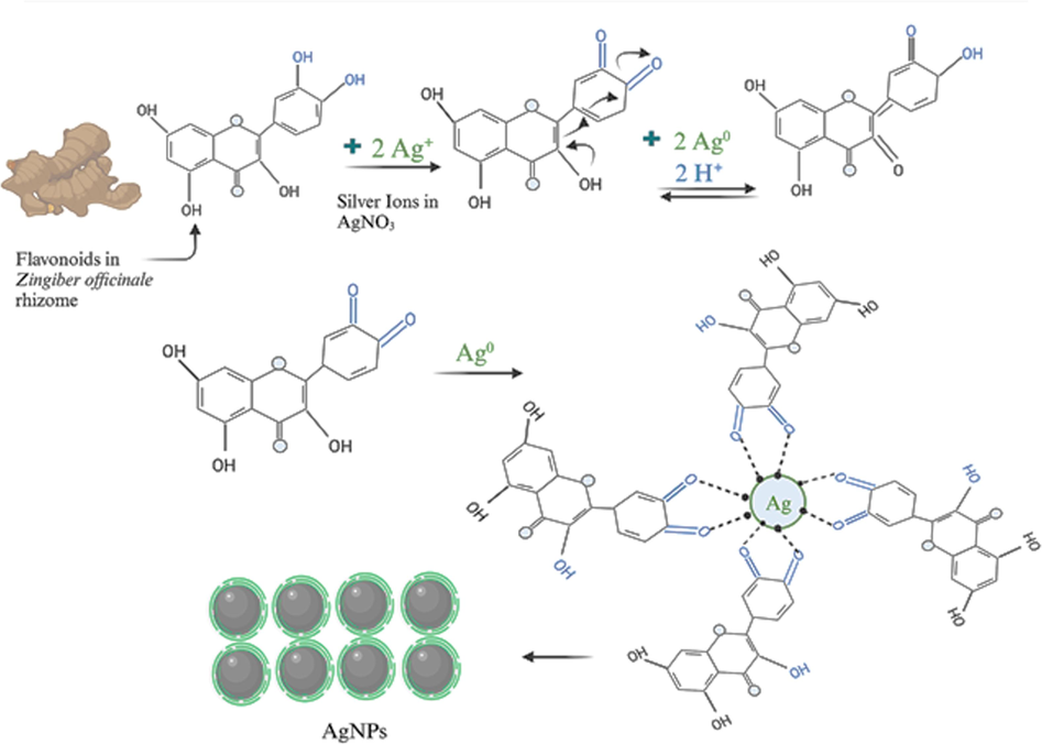 Schematic Illustration of AgNPs reduction and capping using phytochemicals from Zingiber officinale rhizome.