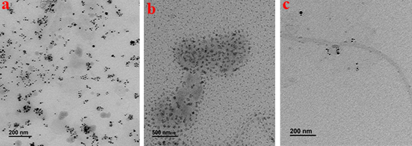 Transmission Electron Microscopy images of AgNPs (a), CsNPs (b), and Cs/AgNCs (c) for size and shape analysis.