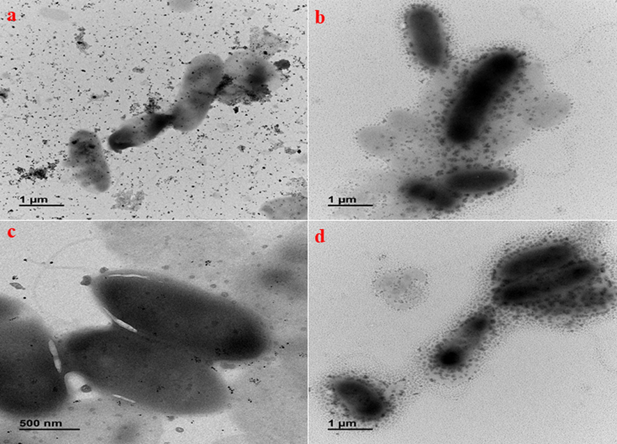 Bio-TEM micrographs representing biological interaction of a) AgNPs b) CsNPs c) Cs/AgNCs d) Cs/AgNCs/tbn.