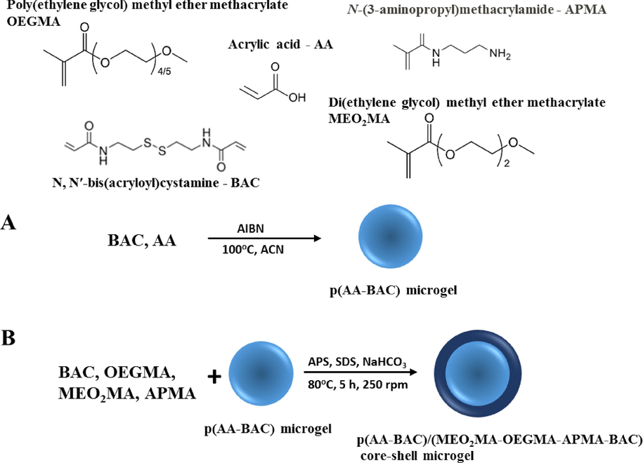 Synthesis of p(AA-BAC)/p(MEO2MA-OEGMA-APMA-BAC) core-shell microgel.