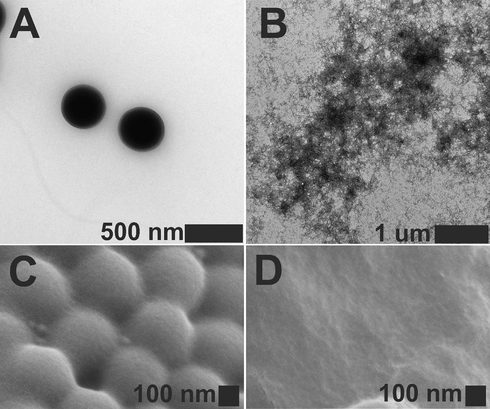 TEM (A) and SEM (C) images of core-shell microgel particles before degradation and TEM (B) and SEM (D) images of core-shell degradation products obtained after one day of interaction with 40 mM GSH (pH 5.0). Particles for TEM were treated with a 2 % uranyl acetate solution to enhance contrast.