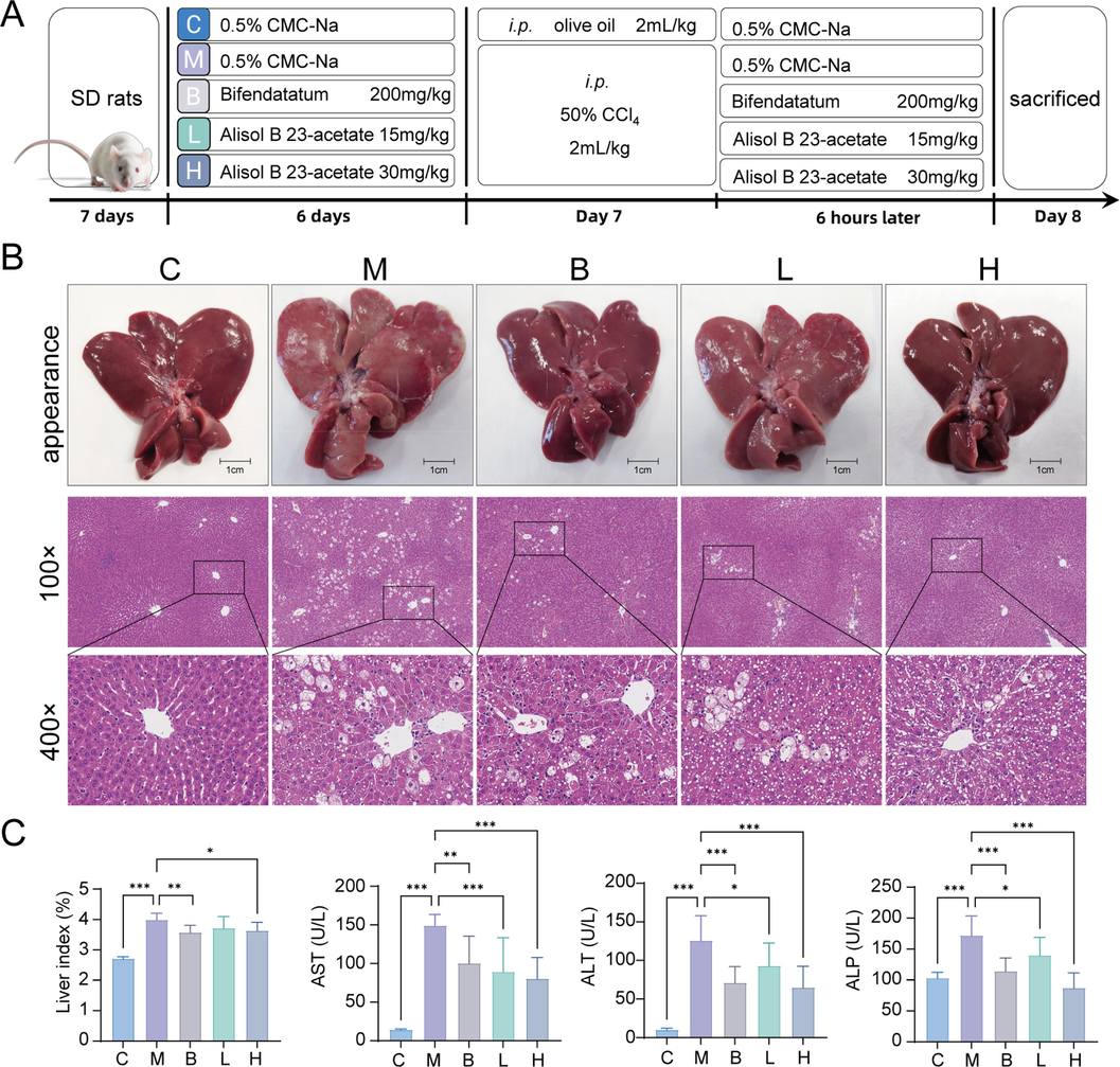 AB23A could ameliorate acute liver injury induced by CCl4. (A) Experimental groups and treatments. (B) Representative appearance photographs of livers and H&E staining of liver sections showed AB23A could maintain hepatocyte morphology and reduce carbon tetrachloride toxicity. (C) Liver index evaluation and AST, ALT, ALP levels in serum. *P < 0.05, **P < 0.01, and ***P < 0.001 compared with the model group.