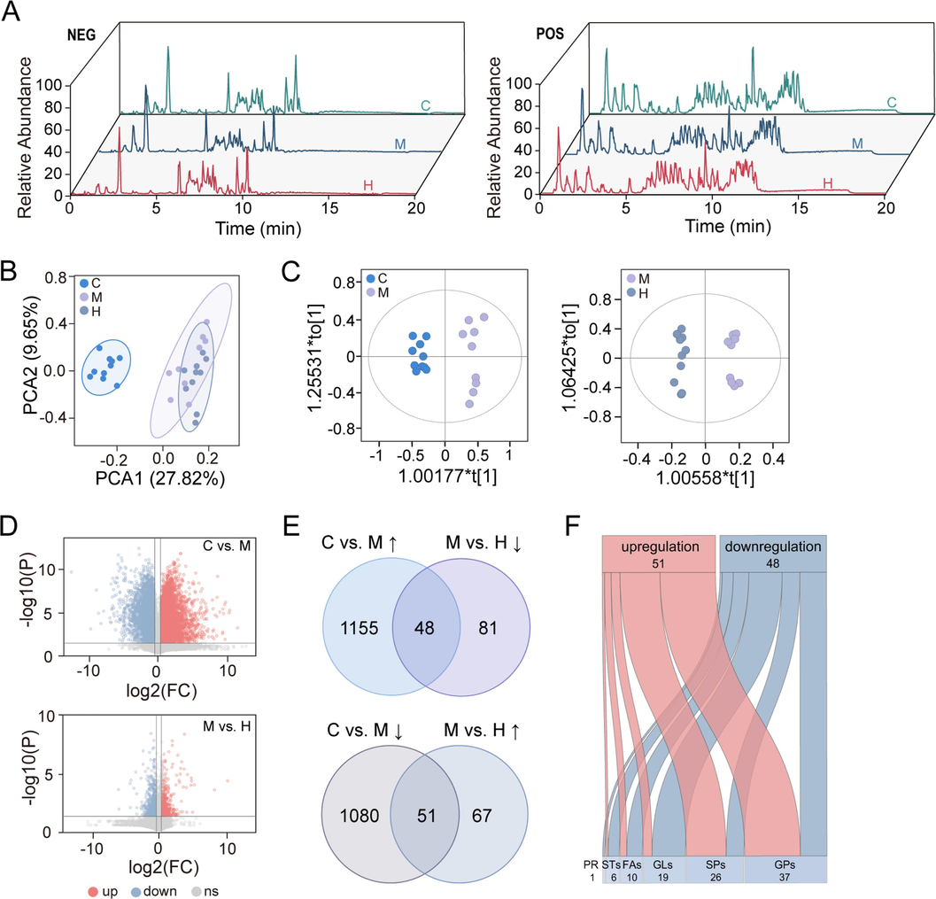 AB23A mitigated the changes of liver lipid profiling caused by CCl4. (A) Total ion chromatograms of representative samples from various groups in lipidomics in negative and positive ion modes. (B) Principal component analysis (PCA) score plot showed the lipid profiling of control (C), model (M), and high dose AB23A administration (H) groups were altered. (C) The orthogonal partial least squares-discriminant analysis (OPLS-DA) score plots displayed a clear separation between the two groups (C vs. M, M vs. H). (D) The volcano plot analysis showed significantly regulated variables between the two groups (P < 0.05, fold change > 1.5). (E) The Venn plots demonstrated AB23A could regulate the abnormal lipid caused by CCl4. (F) Lipid category analysis regulated by AB23A.