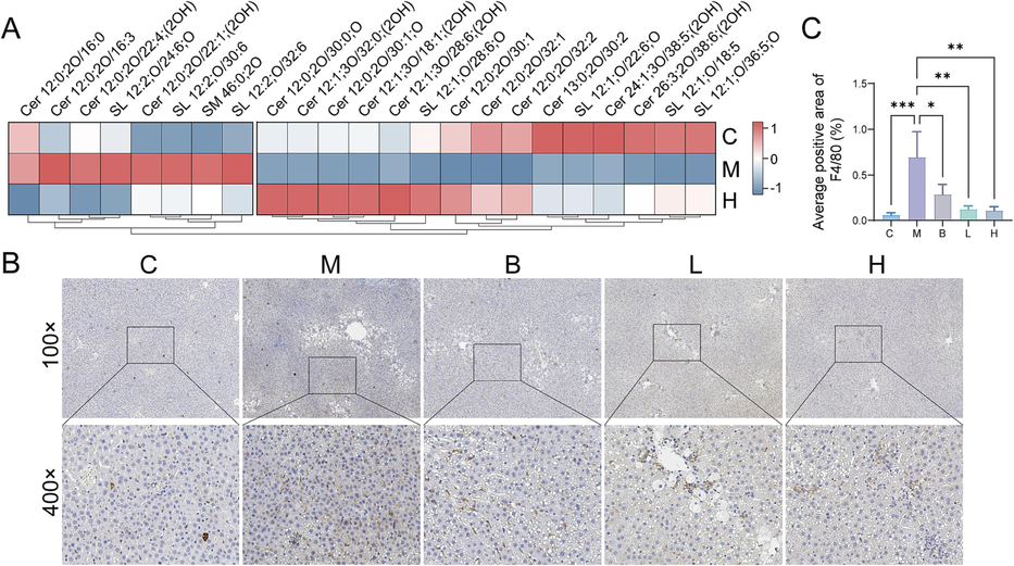 AB23A mitigated the inflammatory response induced by CCl4 in the liver. (A) The heat map analysis revealed the regulation of AB23A on sphingolipids. (B) Representative immunohistochemical staining (macrophage) of liver sections. (C) Positive area analysis of immunohistochemical staining (macrophage). *P < 0.05, **P < 0.01, and ***P < 0.001 compared with the model group.